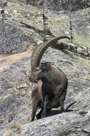 Alpine ibex (Capra ibex) male with large horns and female foraging on mountain slope in autumn in