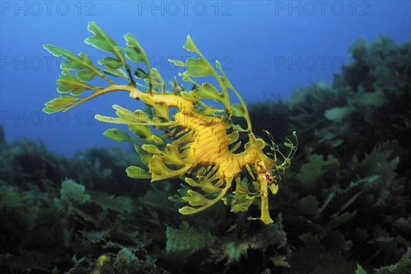 Ragfish (Phycodurus eques), Kangaroo Island, Pacific Ocean, South Australia