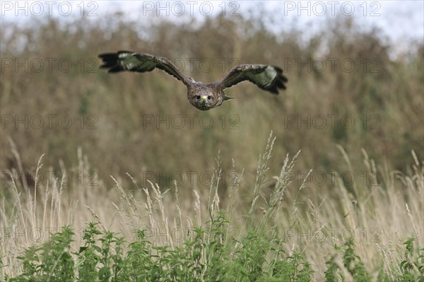 Common buzzard (Buteo buteo) flying over meadow