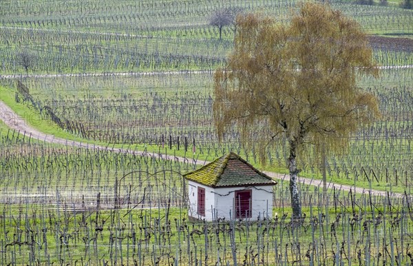 Wingerthäuschen in the middle of vineyards, Southern Palatinate, Rhineland-Palatinate, Germany,