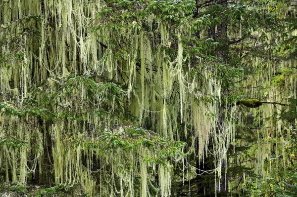 Lichen (Alectoria sarmentosa) in temperate rainforest, Vancouver Island, British Columbia, Canada,