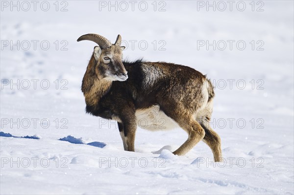European mouflon (Ovis aries musimon) ram on a snowy meadow in the mountains in tirol, Kitzbühel,