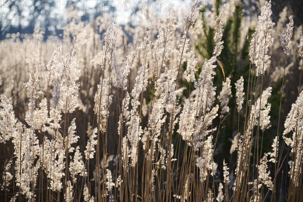 Common reed (Phragmites australis) seeds, detail, Upper Palatinate, Bavaria, Germany, Europe