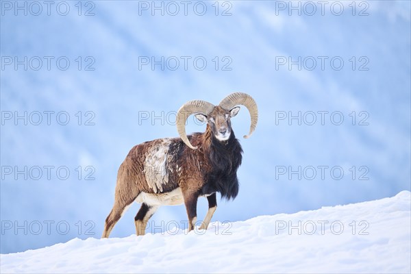 European mouflon (Ovis aries musimon) ram on a snowy meadow in the mountains in tirol, Kitzbühel,
