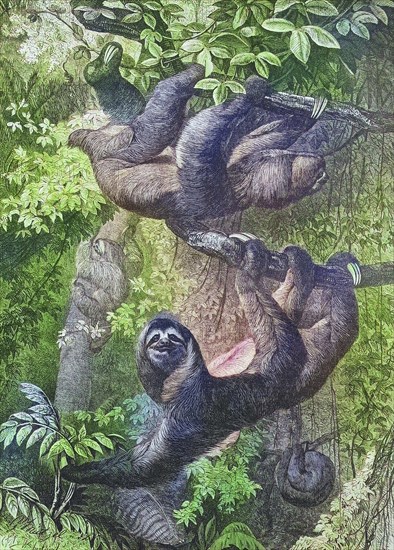 Ai, Sloth, Historical, digitally restored reproduction of an original from the 19th century