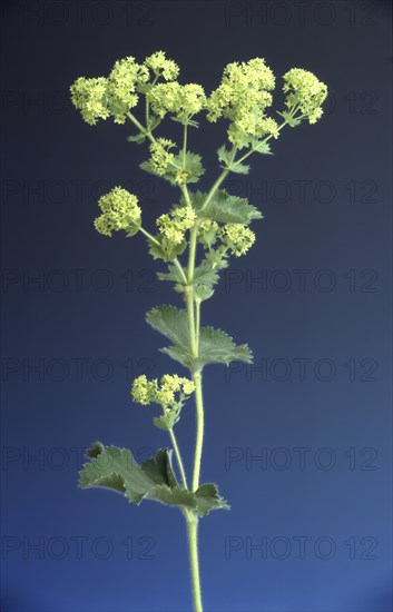 Lady's mantle, also known as common lady's mantle (Alchemilla vulgaris), The positive healing
