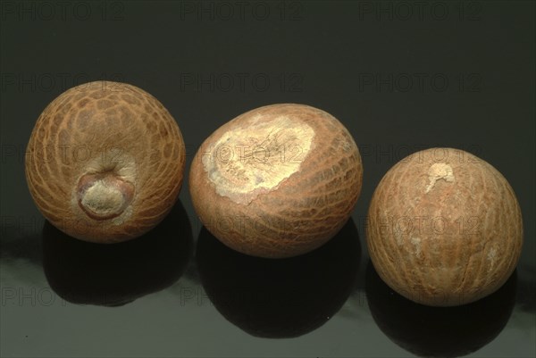 Supari, Areca nut, betel nut, areca nut, puga, pinag, whole fruit, fruit of the areca palm (Areca