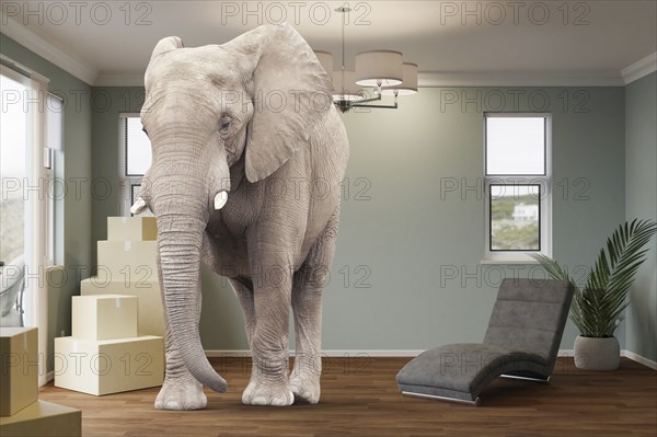 Cardboard moving boxes, chair, plant and an elephant in the room