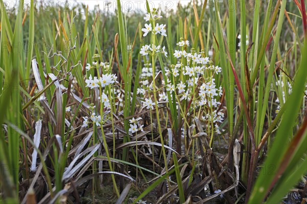 Water feather (Hottonia palustris), flowers, Peene Valley River Landscape Nature Park,