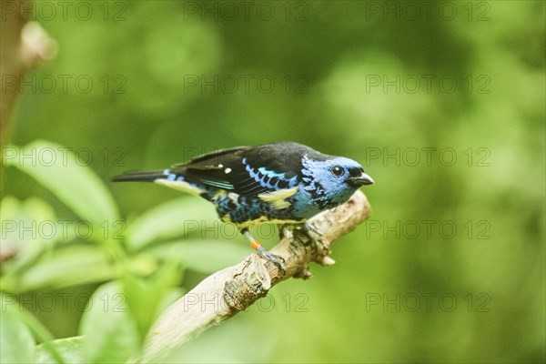 Turquoise tanager (Tangara mexicana) sitting on a branch, Bavaria, Germany, Europe