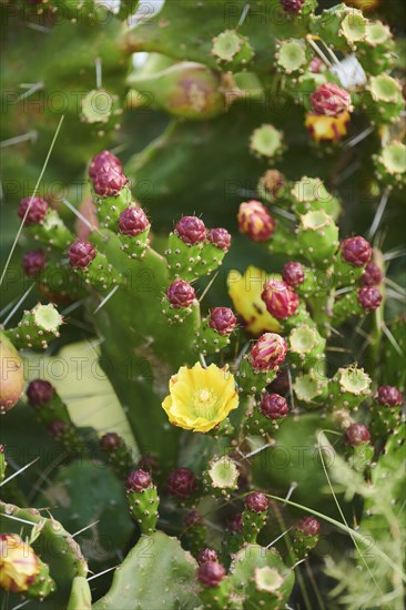 Indian fig opuntia (Opuntia ficus-indica) blossoms and fruits, ebro delta, Catalonia, Spain, Europe