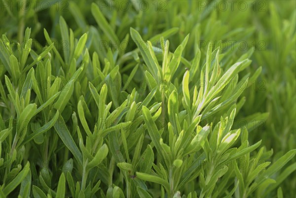 Summer savory (Satureja hortensis), also garden savory, true savory, pepperwort, family of the