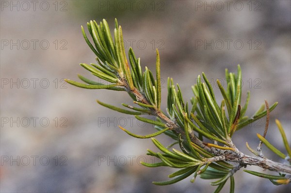 Rosemary (Salvia rosmarinus), growing at Mount "La Talaia del Montmell" at evening, Catalonia,