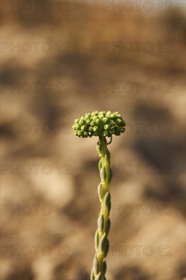 White stonecrop (Sedum album) blooming at Mount "La Talaia del Montmell" at evening, Catalonia,