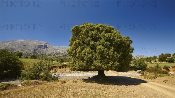 Katharo plateau, Katharo, single green tree, dry meadow, grey mountains, Lassithi, East Crete,