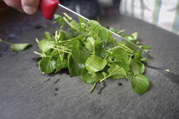 Watercress (Nasturtium officinale), fresh cress for the preparation of a cress soup, cutting board,