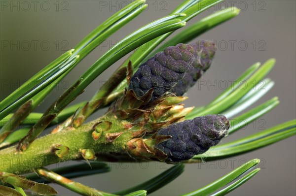 Japanese white pine (Pinus parviflora), Japanese five-needle pine (Pinus pentaphylla) close up of