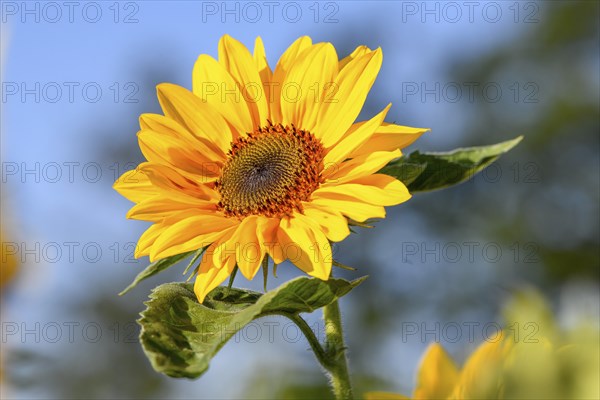 Sunflower, blossom, in a field near Bühl, district of Rastatt, Black Forest, Baden-Württemberg,