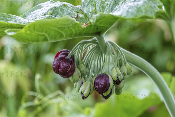 Dysosma mayapple (Podophyllum), Chinese May apple, Netherlands