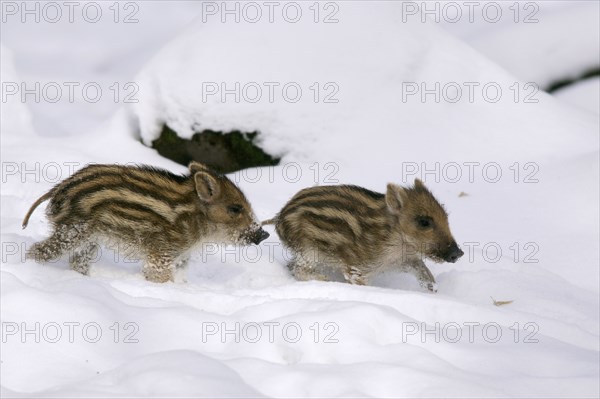 Wild Boars (Sus scrofa), piglets, pig