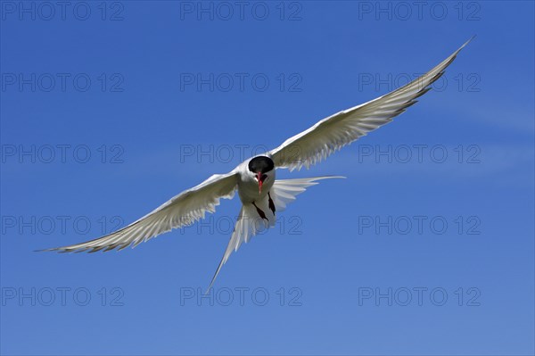 Arctic Tern (Sterna paradisaea), Farne Islands, Great Britain