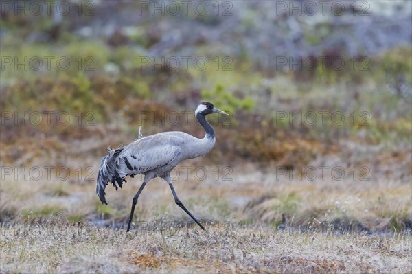 Common crane (Grus grus), striding, Värmland, Sweden, Europe
