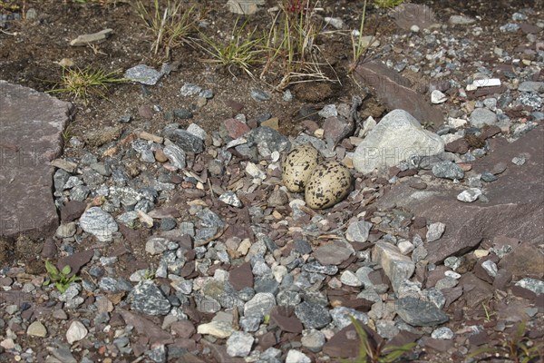 Eurasian oystercatcher (Haematopus ostralegus) Clutch between stones on the lakeshore, Northern