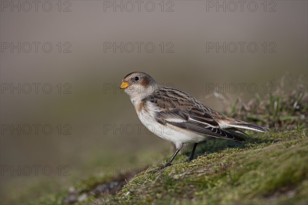 Snow bunting (Plectrophenax nivalis) adult bird on a sand dune, Norfolk, England, United Kingdom,