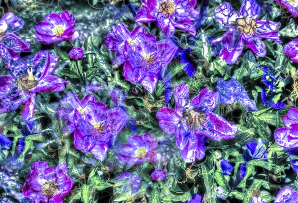 Oil painting, bright flowers, purple flowers creative, plants, peonies (Paeonia), peonies, artistic