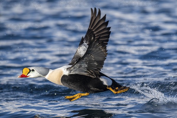 King eider (Somateria spectabilis), male in flight, winter, Batsfjord, Båtsfjord, Varanger