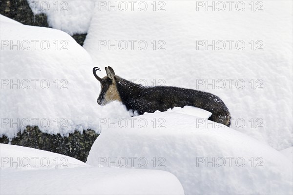 Chamois (Rupicapra rupicapra) foraging in deep powder snow in winter, Gran Paradiso National Park,