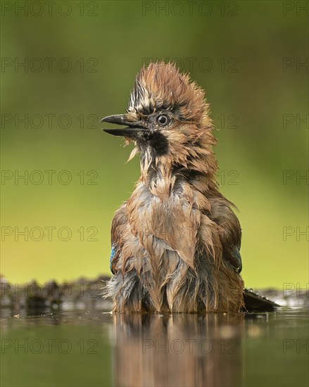 Jay (Garrulus glandarius) bathing at a drinking trough, sitting in the water, Kiskunsag National