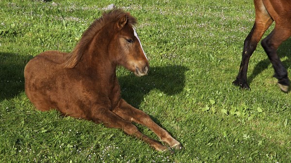Foal, lying brown clene horse, green meadow, Madonie National Park, spring, Sicily, Italy, Europe