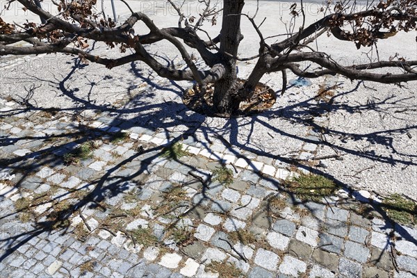 Branches of a withered tree, symbolic image, drought, inner city microclimate, sealed surfaces,