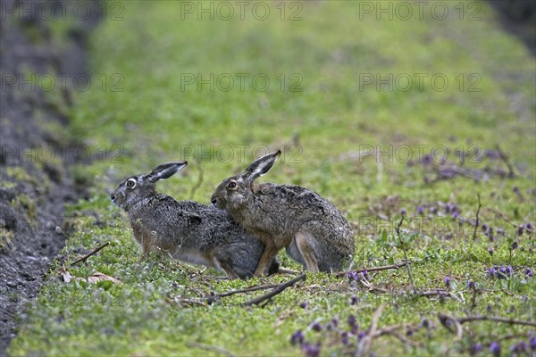 European hares (Lepus europaeus) mating in field, Germany, Europe