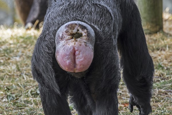 Female common chimpanzee (Pan troglodytes), chimp close-up of red coloured sexual swelling, genital
