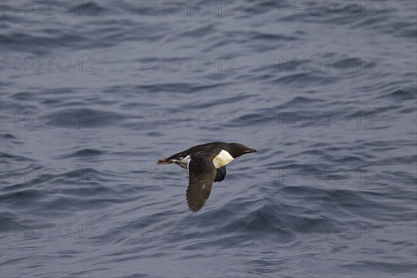 Thick-billed murre (Uria lomvia), Brünnich's guillemot in flight above sea water, native to the