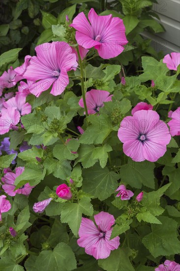 'Twins Hot Pink' Mallow (Lavatera) flowers in summer, Quebec, Canada, North America
