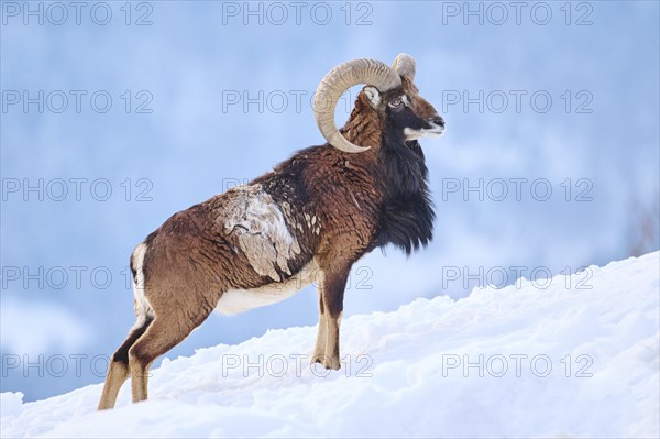 European mouflon (Ovis aries musimon) ram on a snowy meadow in the mountains in tirol, Kitzbühel,