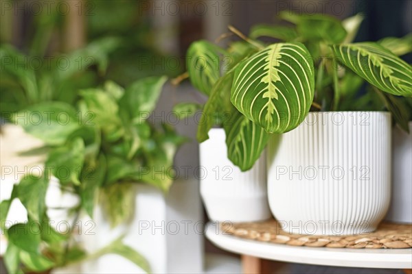 Tropical houseplant called 'Maranta Leuconeura Lemon Lime' in flower pot on table with copy space
