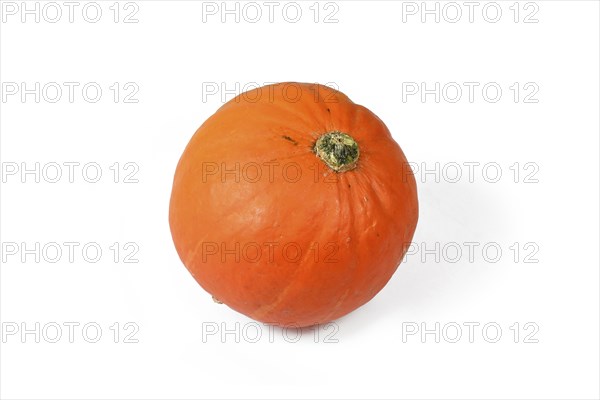 Small orange Sugar Pie pumpkin on white background