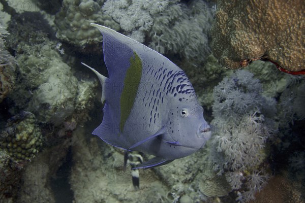 Halfmoon angelfish (Pomacanthus maculosus), House reef dive site, Mangrove Bay, El Quesir, Red Sea,