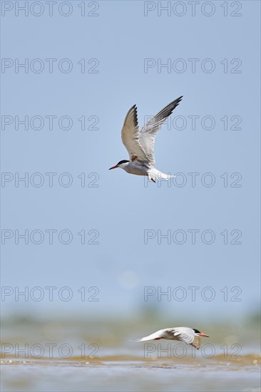 Elegant tern (Thalasseus elegans) flying in the sky above the sea, hunting, ebro delta, Catalonia,