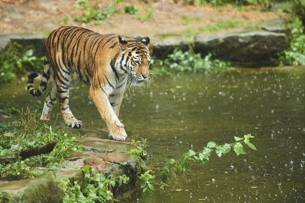 Siberian tiger (Panthera tigris altaica) waking on the waters edge, rainy, cat, captive, Germany,