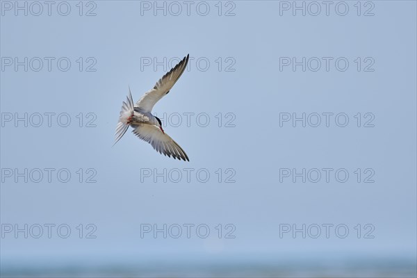 Elegant tern (Thalasseus elegans) flying in the sky above the sea, hunting, ebro delta, Catalonia,