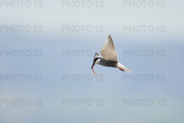 Whiskered tern (Chlidonias hybrida) flying in the sky, hunting, ebro delta, Catalonia, Spain,
