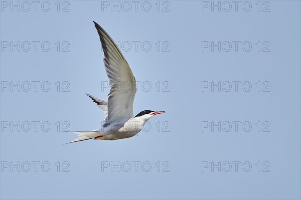 Elegant tern (Thalasseus elegans) flying in the sky above the sea, hunting, ebro delta, Catalonia,