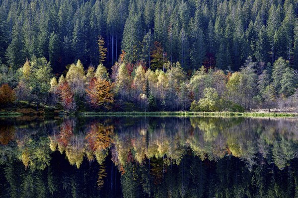 Trees reflected in the Sankenbachsee, Karsee, autumn, near Baiersbronn, Freudenstadt district,