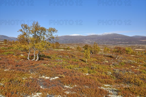Dovrefjell National Park in autumn, trees, mountains with snow, Oppdal, Norway, Europe