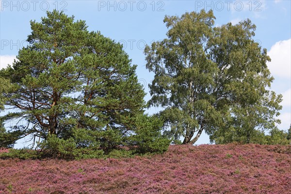Fischbeker Heide nature reserve, heath blossom, flowering common heather (Calluna vulgaris), Scots